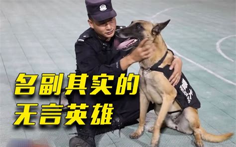 一天连破2起毒品案！4岁警犬凭实力成国家首批功勋犬