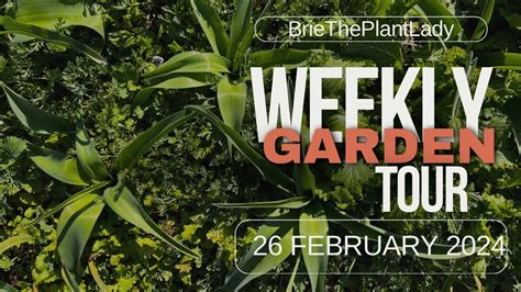 Weekly Garden Tour 26 February 2024 Youtube