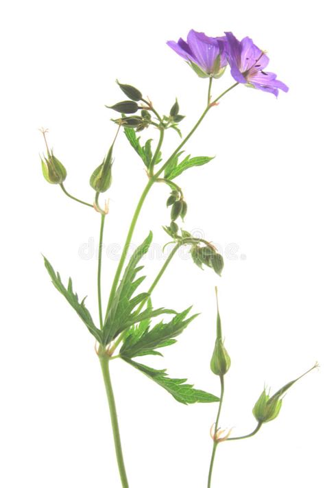 Prado Cranesbill Y X Pratense X Del Geranio Foto De Archivo