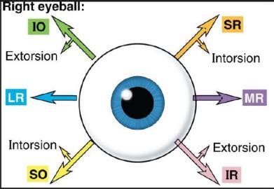 CRANIAL NERVE 3,4 AND 6 - SAMARPAN PHYSIOTHERAPY CLINIC AHMEDABAD