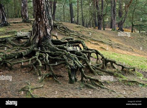 Baum Wurzeln Kiefer Pinus Sylvestris Stockfotografie Alamy