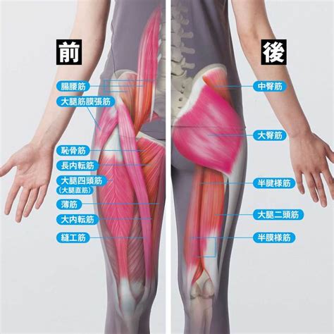 正常な「股関節の動き」とは？ 最重要関節の6方向の可動域