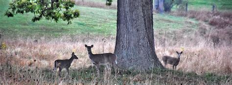 Up close— really close— with WV wildlife - Almost Heaven - West Virginia