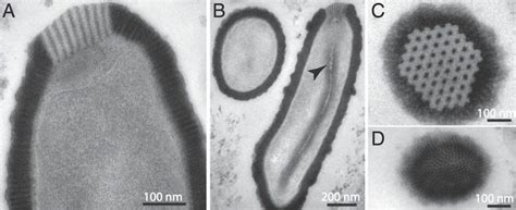 The Worlds Largest Virus Was Just Resurrected From 34000 Year Old