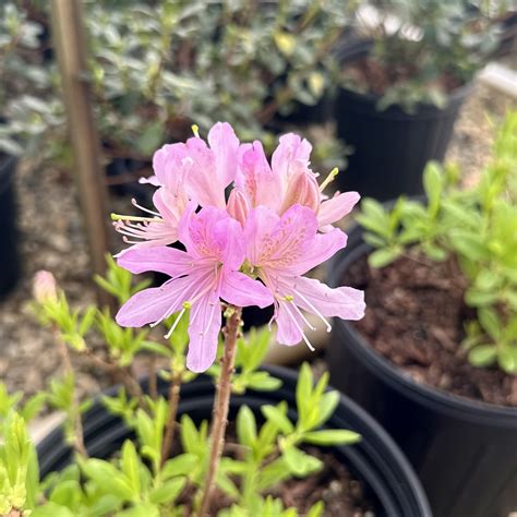 Azalea x ‘Western Lights’ | Piedmont Carolina Nursery