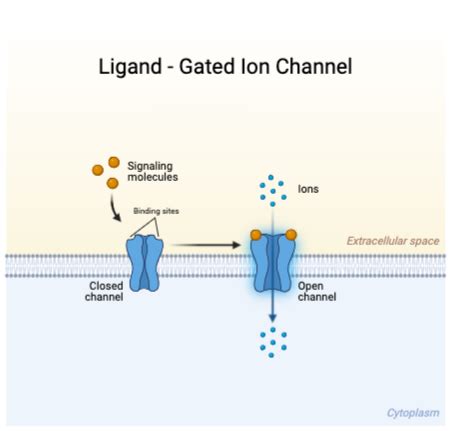 Analyzing the Interaction of Ligands & Ligand-gated Channels Practice ...