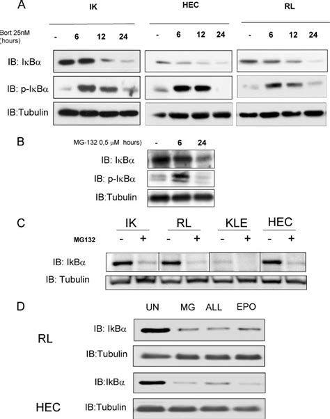 Proteasome Inhibitors Induce Phosphorylation And Degradation Of Ib A