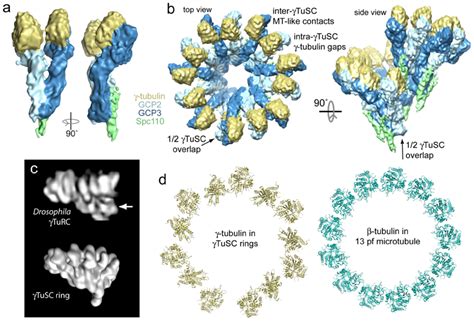 Nature Reviews Molecular Cell Biology Microtubule nucleation by γ