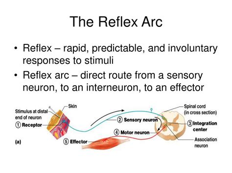 PPT - Nervous System PowerPoint Presentation, free download - ID:5751329