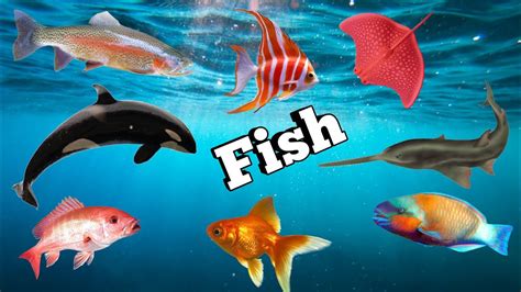 Fish Name Fishes Name In Hindi And English Ke