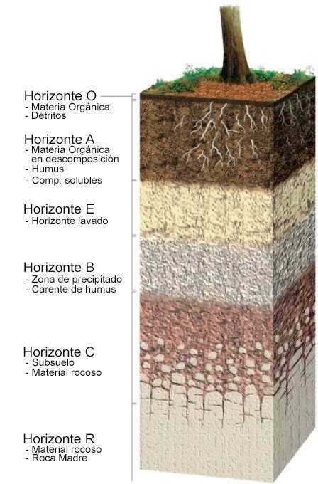 El Suelo Composici N Estructura Tipos E Importancia