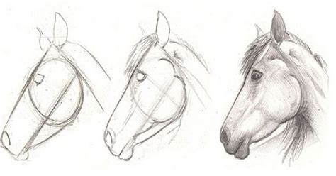 how to draw a horse head in 3 easy step - Learn To Draw And Paint