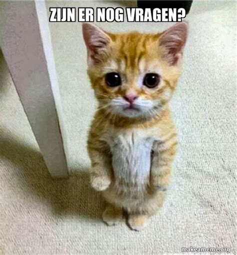 Zijn Er Nog Vragen Cute Cat Standing Meme Generator