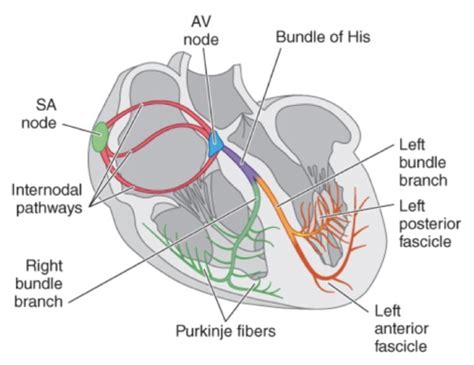 Cardiovascular Emergencies Flashcards Quizlet