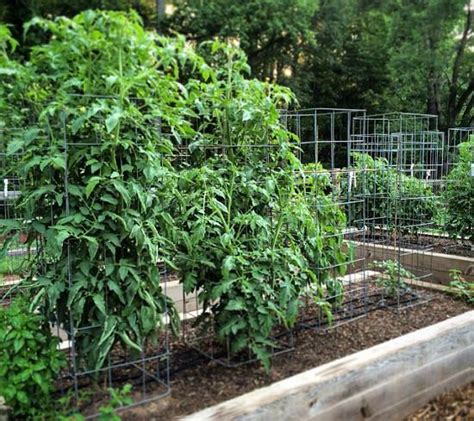 27 DIY Tomato Cage Trellis Stake Ideas Balcony Garden Web