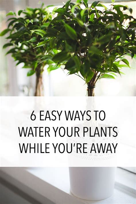 6 Ways To Water Your Plants While Youre Away Plants Water Plants