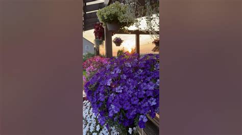Шок Вэйв Деним #петуния #цветы #терраса #цветывкашпо #дихондра #сад # ...
