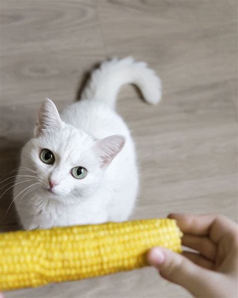 Aprender Acerca Imagen Gato Comiendo Elote Abzlocal Mx