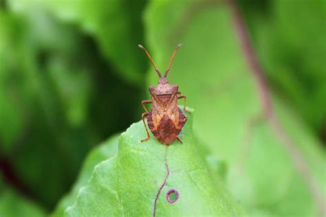 Billbug Or Chinch Bug Damage How To Get Your Lawn Thriving Again