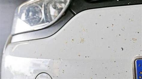 Quitar mosquitos de la pintura del coche métodos efectivos