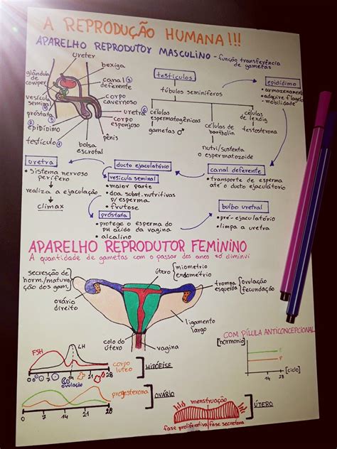 Mapa Mental Reprodu O Humana Anatomia Sist Mica Mergulhe No