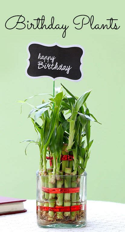 30 Best Happy Birthday Wishes Quotes And Messages Ferns N Petals