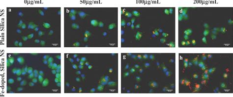 Figure 2 From Self Assembled Targeting Of Cancer Cells By Ironiii