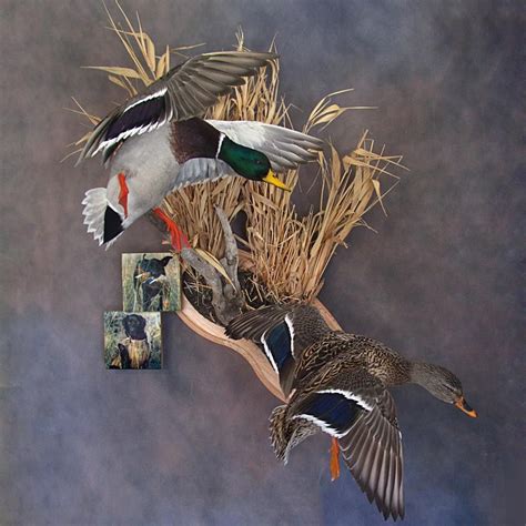 Mallard Pair Taxidermy