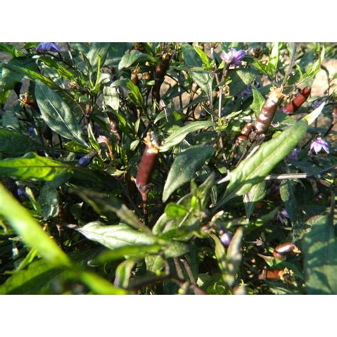 Zimbabwe Black Chilli Seeds Great Looking Black Pepper Plant SeedPlanet