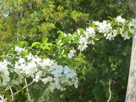 Spring 2023 Azaleas And Apple Blossom Flickr