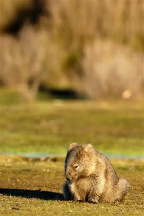 Wombats: Australia's Enigmatic Burrowers (Facts, Diet, Habitat & Pictures)