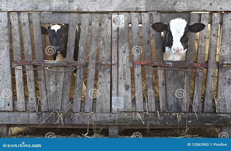 Cow Farm Agriculture Bovine Milk Stock Image - Image of crop, bovine ...