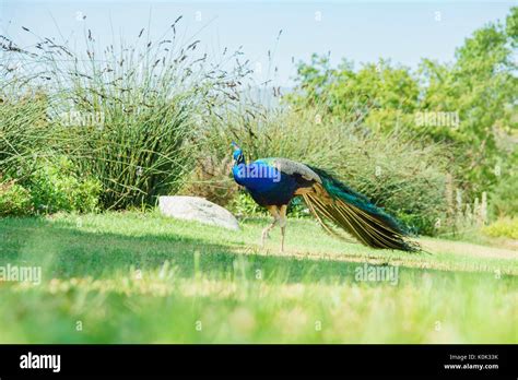 Beautiful Peacock Walking Around At Los Angeles County Arboretum