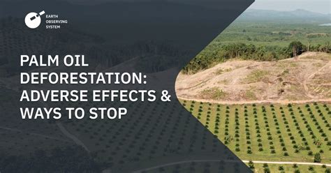 Palm Oil Deforestation Facts