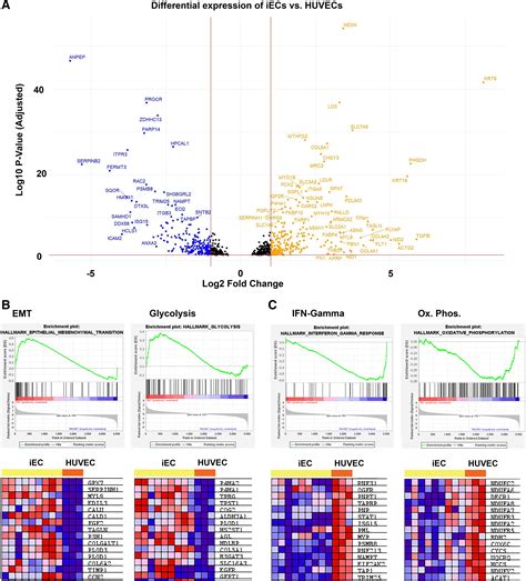 Proteomics Of Novel Induced Pluripotent Stem Cell Derived Vascular