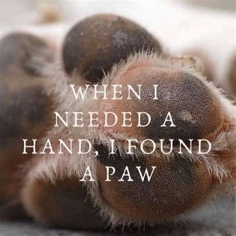 Tahoe PAWS old page see new page info in comments | South Lake Tahoe CA