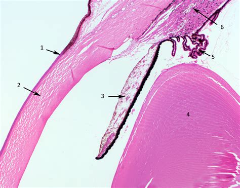 Histology - Nervous system - HUMAN ANATOMY WEB SITE