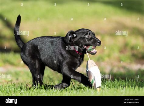 A Black Lab puppy retrieving a training dummy Stock Photo - Alamy