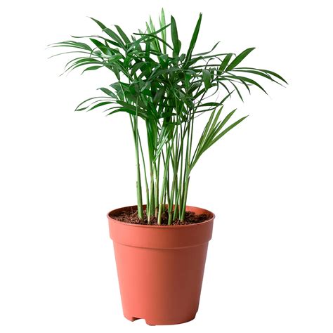 Chamaedorea Elegans Plante En Pot Palmier Nain Cm Ikea Belgique