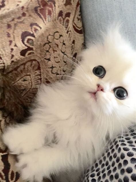 Teacup Persian Kittens For Sale Price - PETS JOURNEYS