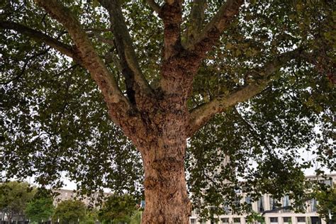 Votez Pour Les Plus Beaux Arbres Français De Lannée 2020 Geo