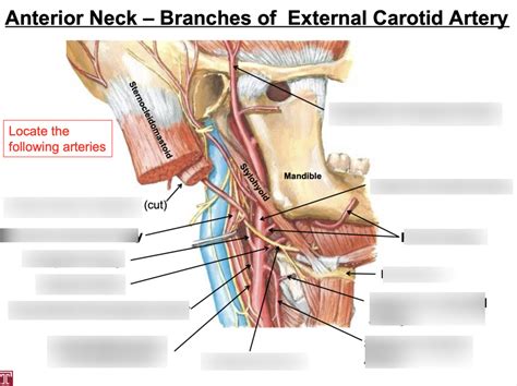 Anterior Neck Branches Of External Carotid Artery Diagram Quizlet