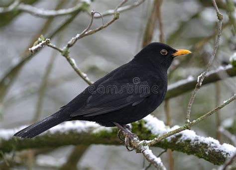 Bye Bye Blackbird stock image. Image of snow, bird, greater - 267756999