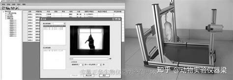 悬尾实验视频分析系统 知乎