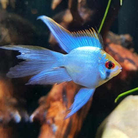 Aquarium Central American Cichlid Rams Long Fin Neon Blue Balloon