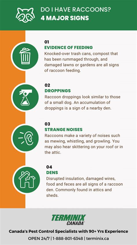 What To Do If A Raccoon Bites You | Terminix