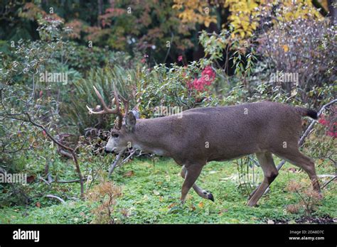 Black tail deer in Hendricks Park in Eugene, Oregon, USA Stock Photo ...