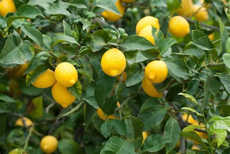 Lemon Tree — Stock Photo © Olafspeier 4810763