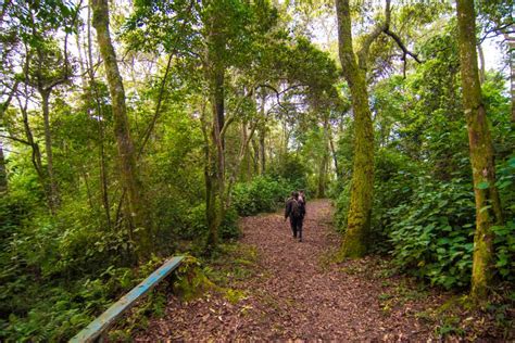 Tage Gorilla Trekking Und Wildtierbeobachtungs Safari Getyourguide