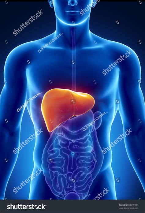 Male Anatomy Human Liver Xray View Stock Illustration 83549887